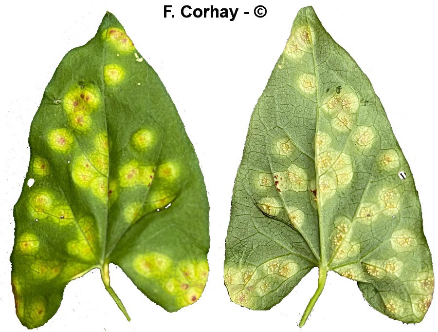 Puccinia convolvuli